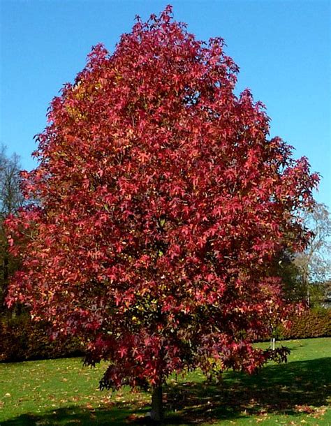 Liquidambar Styraciflua ‘ Palo Alto Fall Red Sweet Gum Kigi Nursery