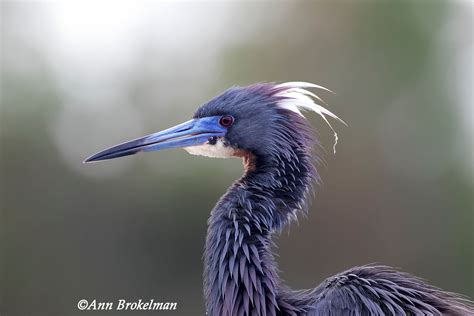 Ann Brokelman Photography: Tri-coloured Heron Florida