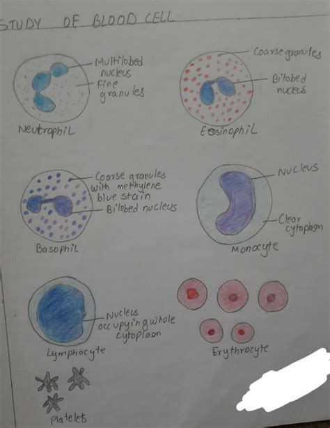 Lymphocytes And Monocytes Labeled