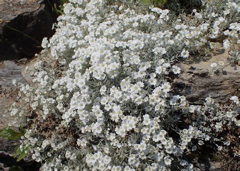 Cerastium Tomentosum Var Columnae V Cm Viveros Sustrai