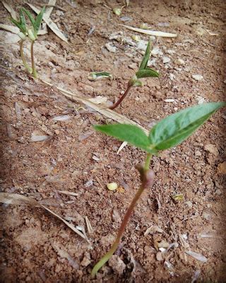 Panduan Lengkap Cara Menanam Kacang Hijau Sahabat Tani