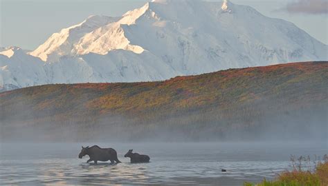 Alaska Wildlife & National Park Vacations | Alaska Collection