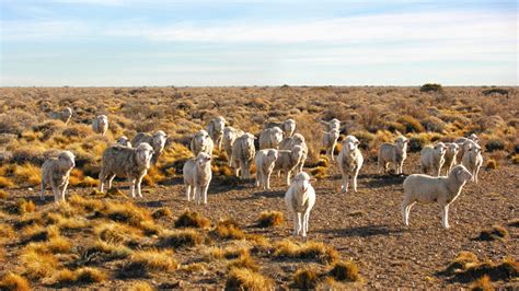 Patagonia ¿son Compatibles Producción Y Restauración Sobre La Tierra