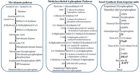 Extraction Taxol