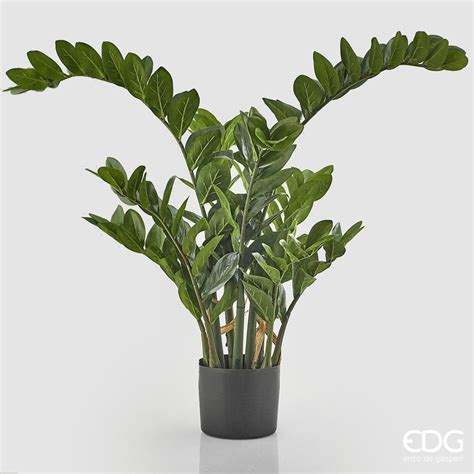 Pianta ZAMIFOLIA H 130 Cm Verde Con Vaso FG331 EDG Emporio Botanico