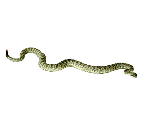 Rattlesnake Wallpaper - A silver ring snake png download - 900*720 ...