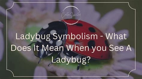 Ladybug Symbolism - What Does It Mean When you See A Ladybug?