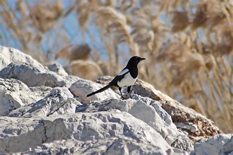 Bird Saint Laurent Du Var Nabil Molinari Flickr