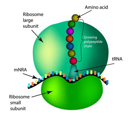 Ribosomes Function | Introduction, Location & Structure