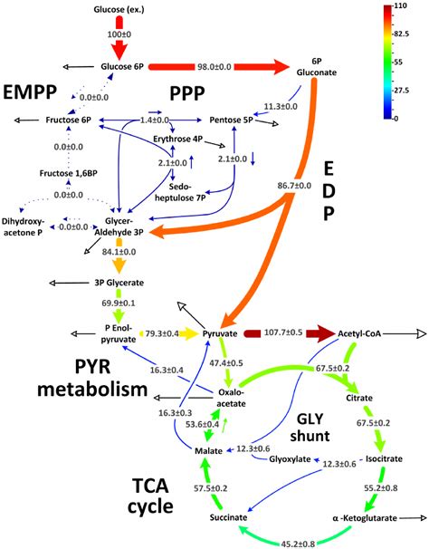 In Vivo Carbon Flux Distribution In The Central Metabolism Of P