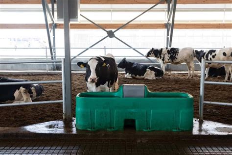 How To Start Sustainable Dairy Farming Benefits And How To Reduce Your Carbon Footprint With