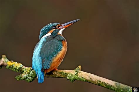 Eisvogel Alcedo Atthis Kingfisher Sperber Im Anflug Sp Flickr