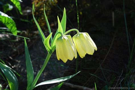 Photo Of Fritillaria Pallidiflora Desi Comments