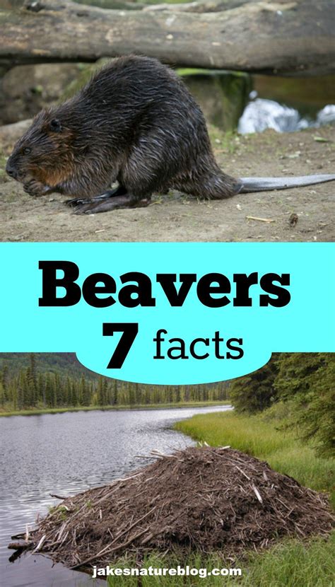 7 Beaver Facts These Are Cool Animals With Images Beaver Facts