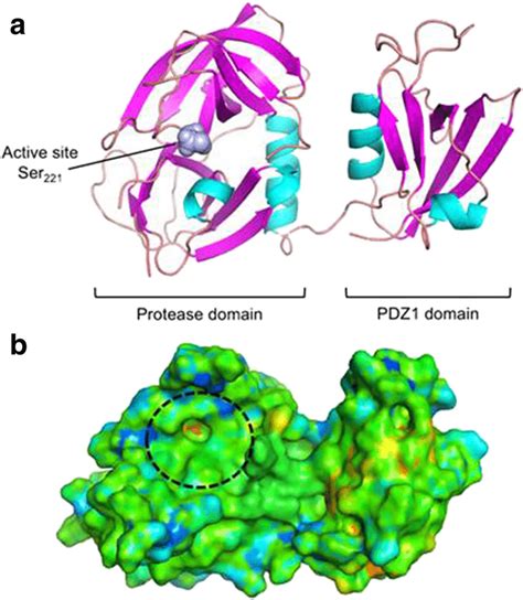 Structural Model Of The H Pylori Htra Monomer The Model Is Based On A