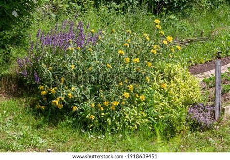 sauge stock  images photography shutterstock