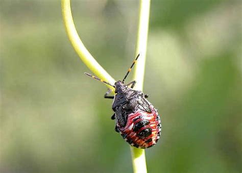 Glossy Shield Bug Cermatulus Nasalis