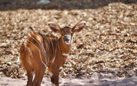 Pasqua Al Parco Faunistico Le Cornelle Con I Nuovi Cuccioli