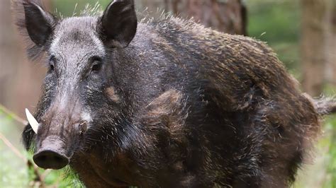 Trapping Wild BOAR In Home Made Trap Goes TOTALLY WRONG YouTube