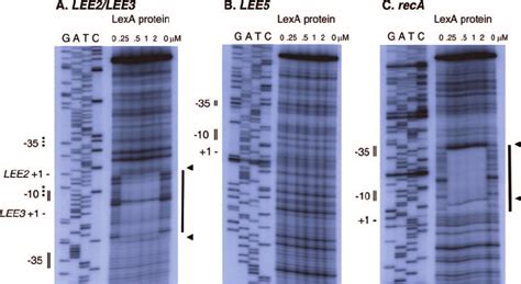 DNase I Protection Assays To Establish Purified LexA Protein Binding In