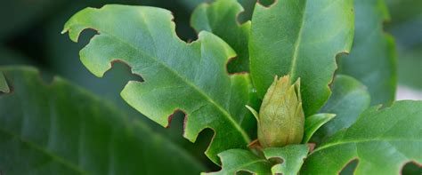 adult black vine weevil damage - BioBee