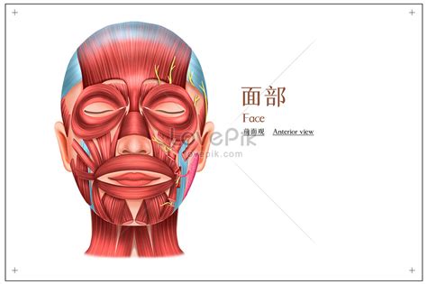 Front view medical illustration of face illustration image_picture free ...