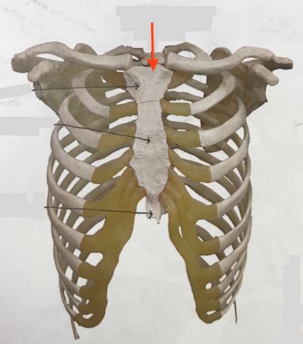 Module 3 Thorax Flashcards Quizlet