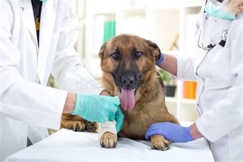 German Shepherd Dog Getting Bandage After Injury On His Leg By A Stock ...