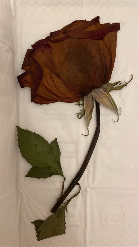 A Dried Rose Sitting On Top Of A White Sheet