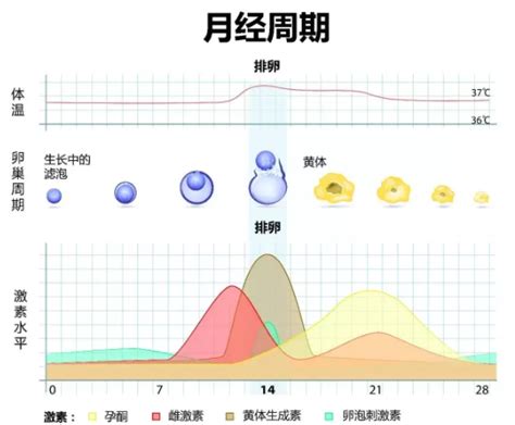 坚持锻炼的女性在生理期应该怎样运动？ 知乎