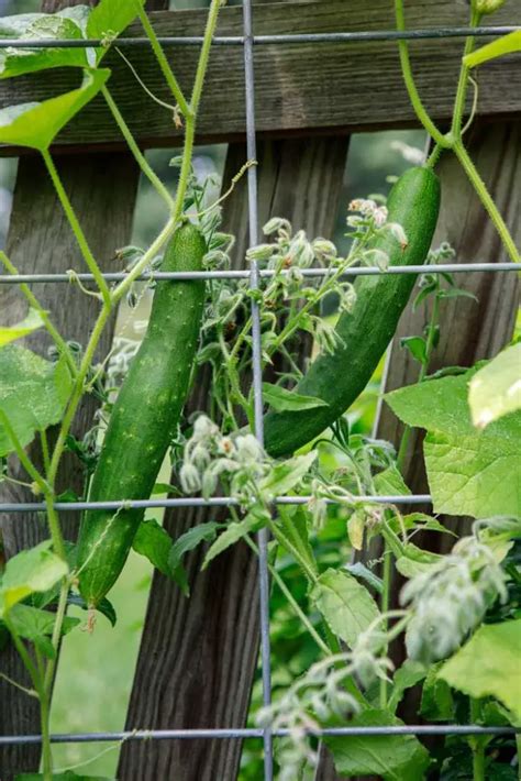 Easy Diy Cucumber Trellis Ideas To Make The Most Out Of Your Garden