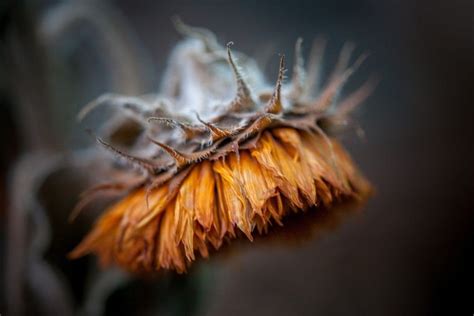 Dailypoemsportal Macro Photography 267365 Autumn By Samitaipale