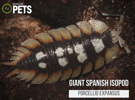 Porcellio Expansus Giant Spanish Isopod Full Care Guide