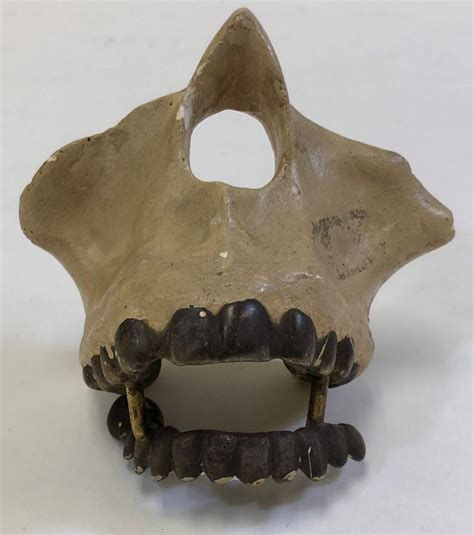 Display Purposes: Model of Maxillary Bone; AR#3733 | eHive