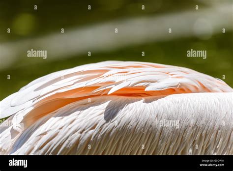 Nahaufnahme Der Vogelfeder Fotos Und Bildmaterial In Hoher Aufl Sung