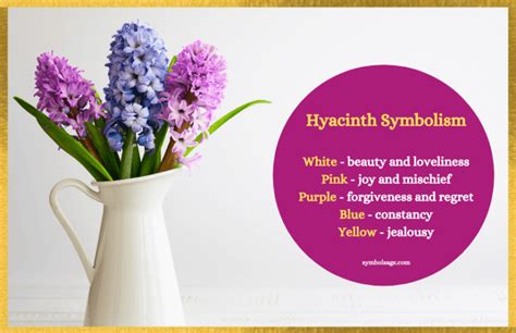 Hyacinth Meaning and Symbolism - Symbol Sage