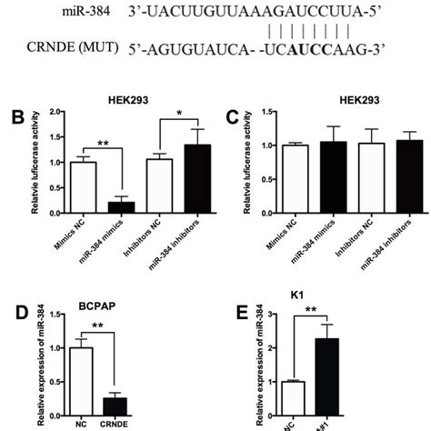 MiR 384 Is A Target Of CRNDE A The Seed Sequence Of MiR 384 Matched