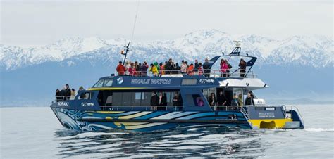 Your Experience | Whale Watch Tours - Whale Watch Kaikoura