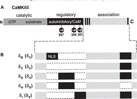 Figure 1 From Role Of Ca2calmodulin Dependent Protein Kinase Ii In