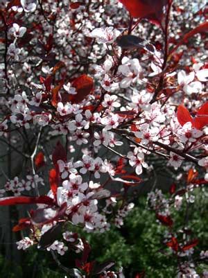 Cherry - Pruning, Winter Care and Fertilizing - Hawks Landscape, Inc.