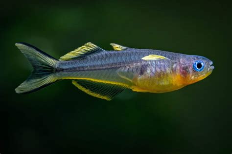 Forktail Rainbowfish Pseudomugil Furcatus Ultimate Care Guide Fish