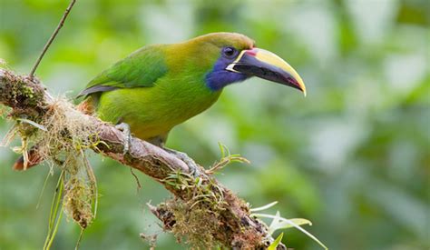 Blue Throated Toucanet Subspecies Aulacorhynchus Prasinus