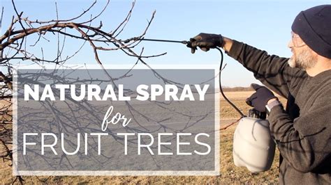 Natural Spray For Fruit Trees The Hesitant Homesteader Youtube