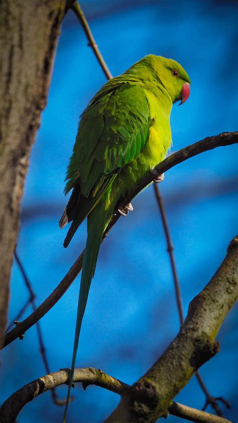 Top Green Parrot Hd Wallpapers Full Hd K Free To Use