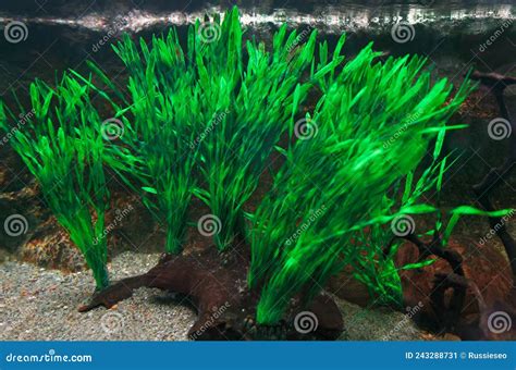 Submerged Aquatic Plants Stock Image Image Of Botanical 243288731