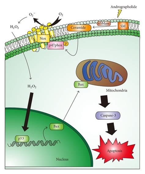 Hypothetical Scheme Of The Signal Pathways In Andrographolide Induced