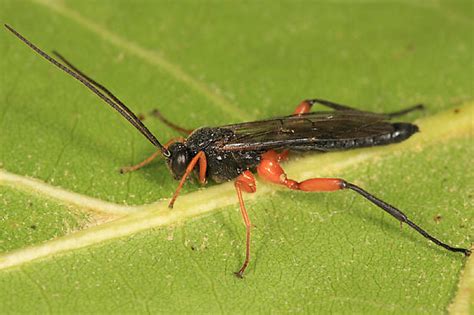 Ichneumon Pimpla Pedalis BugGuide Net