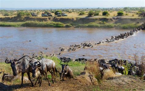 Desde Nairobi Safari De D As A La Migraci N De Los Us En Masai Mara