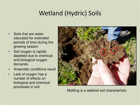 Ppt Wetlands An Introduction Powerpoint Presentation Free Download Id 3895925