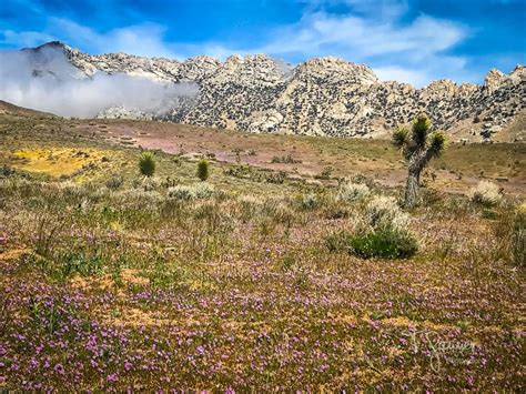 California Super Bloom Time And Space Nature Adventures